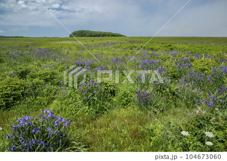 北方原生花園 104673060