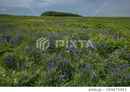 北方原生花園 104673061