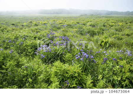 北方原生花園 104673064