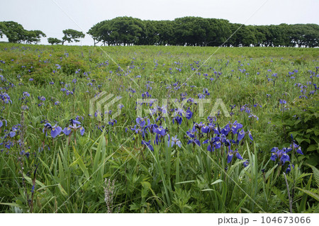 北方原生花園 北方原生花園 104673066