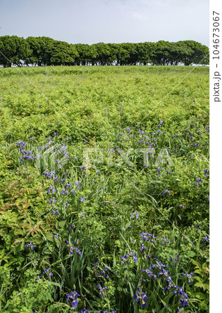 北方原生花園 104673067