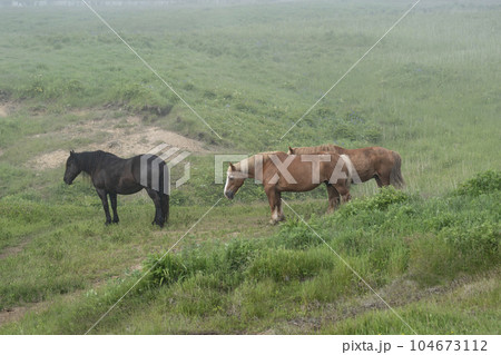 北方原生花園の馬 北方原生花園の馬 104673112