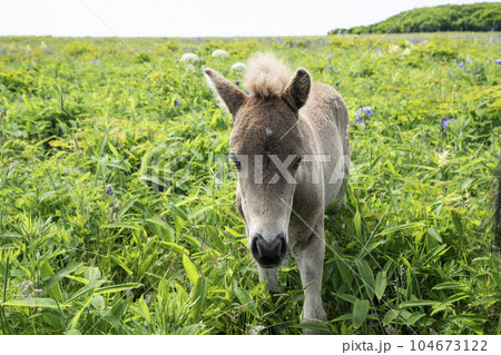 北方原生花園の馬 104673122