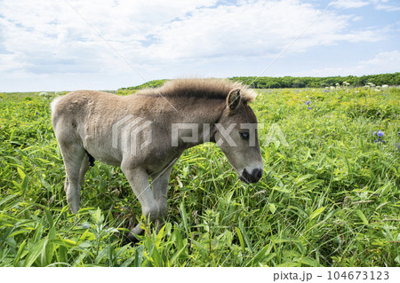 北方原生花園の馬 北方原生花園の馬 104673123