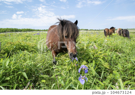 北方原生花園の馬 104673124