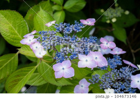 アジサイの花 アジサイの花 104673146