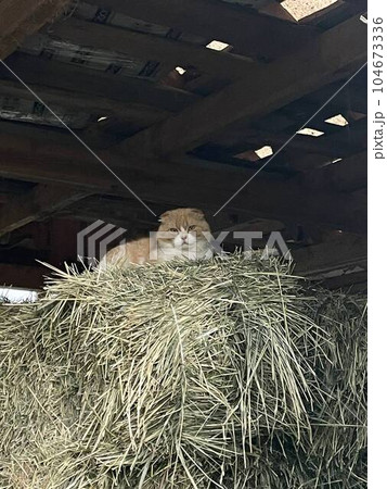 Cat in the hay Cat in the hay 104673336
