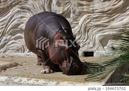 上野動物園 カバ 上野動物園 カバ 104673702