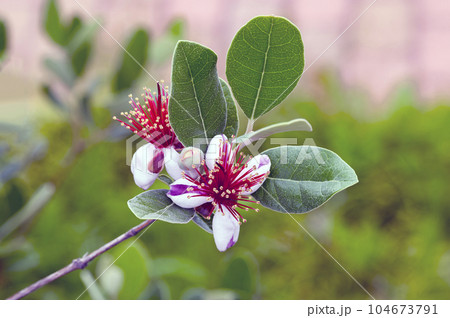 フェイジョアの花 104673791