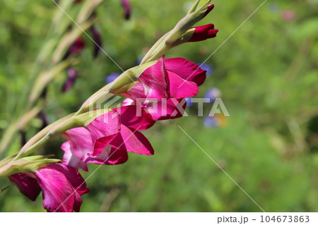 初夏の庭に咲く濃いピンク色のグラジオラスの花 104673863