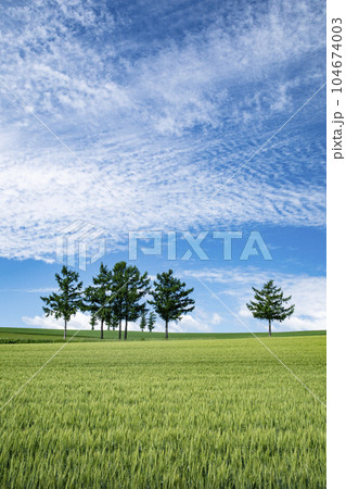 新緑の美瑛の丘 104674003