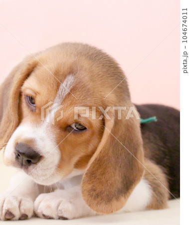 子犬のビーグル犬 子犬のビーグル犬 104674011