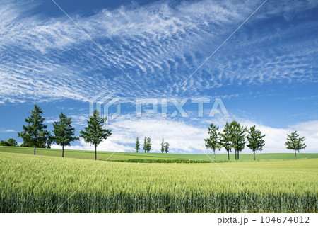 新緑の美瑛の丘 104674012