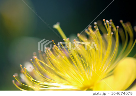 黄色いビヨウヤナギの花(雄しべ雌しべのマクロレンズ使用・自然光・接写写真 黄色いビヨウヤナギの花(雄しべ雌しべのマクロレンズ使用・自然光・接写写真 104674079
