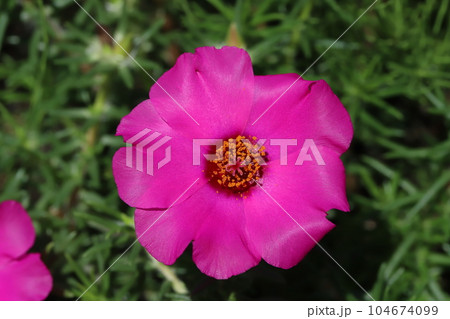 初夏の庭に咲くピンク色のマツバボタンの花 104674099