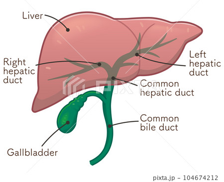 liver、gallbladder、duodenum、illustration 104674212