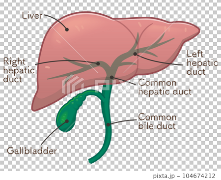 liver、gallbladder、duodenum、illustration 104674212