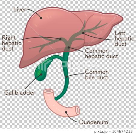 liver、gallbladder、duodenum、illustration 104674213