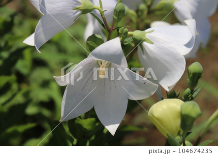 初夏の庭に咲く白いキキョウの花 104674235