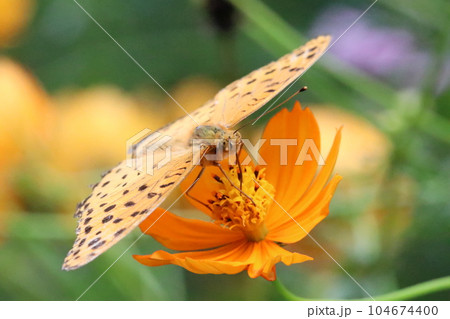 羽を開いて黄花コスモスの花から吸蜜するヒョウモンチョウ(マクロレンズ使用・屋外接写画像) 羽を開いて黄花コスモスの花から吸蜜するヒョウモンチョウ(マクロレンズ使用・屋外接写画像) 104674400