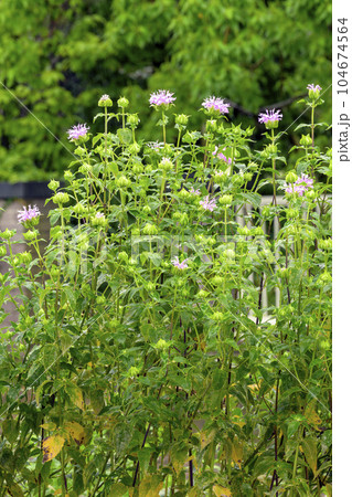 モナルダ（ベルガモット） 104674564