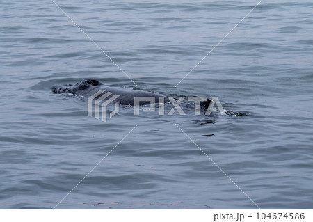 Whale surfacing in Walvis Bay Whale surfacing in Walvis Bay 104674586