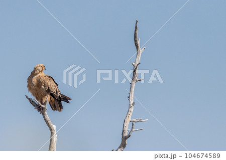 Tawny Eagle in Etosha Tawny Eagle in Etosha 104674589