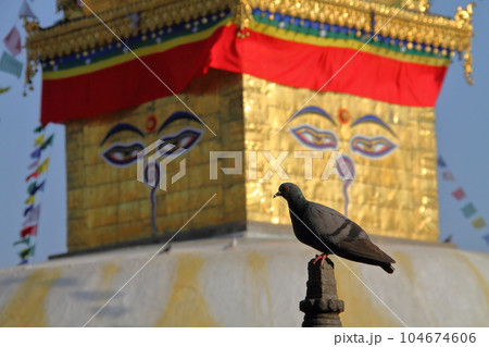 ネパールの世界文化遺産カトマンドゥ盆地　チベット仏教寺院スワヤンブナートの仏塔（ストゥーパ）前の鳩 104674606
