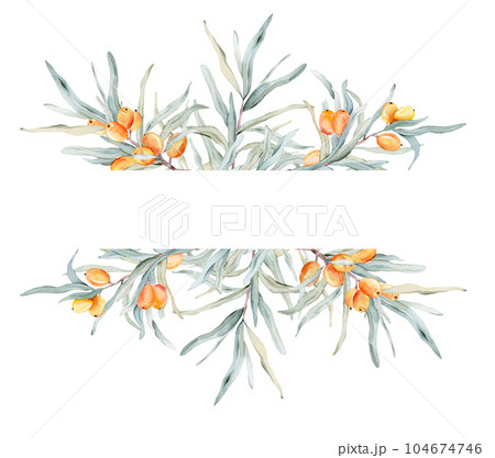 Sea buckthorn frame. Watercolor illustration. On a white background. For cosmetology, pharmaceuticals, food industry. Decorative element for greeting card. Nature clipart for decoration, desig Sea buckthorn frame. Watercolor illustration. On a white background. For cosmetology, pharmaceuticals, food industry. Decorative element for greeting card. Nature clipart for decoration, desig 104674746