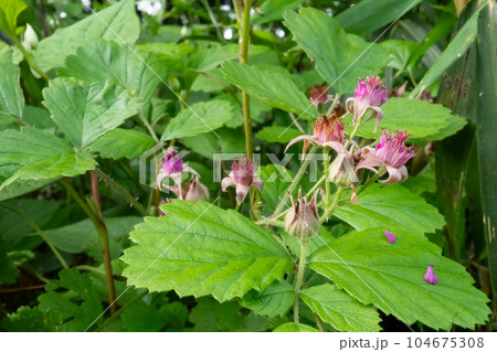 受粉して花びらが落ちた木苺【ナワシロイチゴ】埼玉県・6月 104675308
