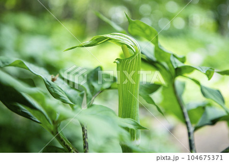 キャットミントの丘 104675371