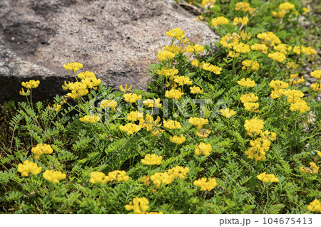 キャットミントの丘 104675413