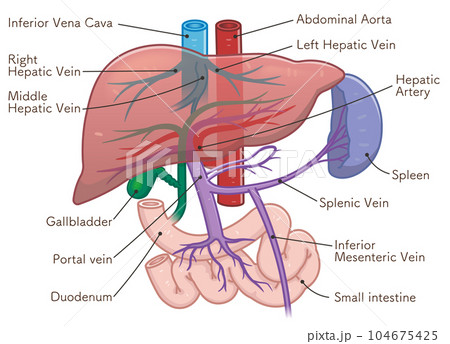 liver,spleen,portal vein,abdominal aorta liver,spleen,portal vein,abdominal aorta 104675425