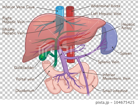 liver,spleen,portal vein,abdominal aorta liver,spleen,portal vein,abdominal aorta 104675425