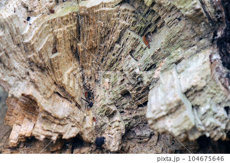 森の中で朽ちていく半円状の古い倒木の倒壊断面テクスチャー 森の中で朽ちていく半円状の古い倒木の倒壊断面テクスチャー 104675646