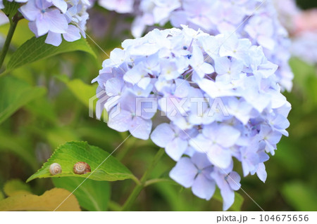 かたつむり3260 104675656