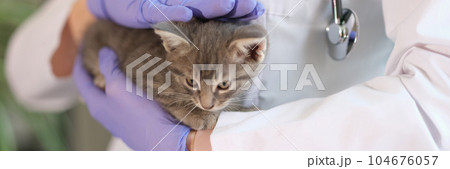 Woman doctor veterinarian holding little kitten in hands 104676057