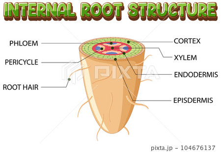 Internal structure of root diagram Internal structure of root diagram 104676137