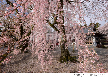山梨県南アルプス市上市之瀬 桜の名所高峰山妙了寺 しだれ桜越しの本堂 山梨県南アルプス市上市之瀬 桜の名所高峰山妙了寺 しだれ桜越しの本堂 104676336