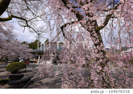山梨県南アルプス市上市之瀬 桜の名所高峰山妙了寺 しだれ桜越しの本堂 山梨県南アルプス市上市之瀬 桜の名所高峰山妙了寺 しだれ桜越しの本堂 104676338