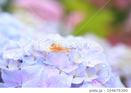 かたつむり3371 104676360