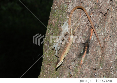 脱皮中の二ホンカナヘビ 104676401