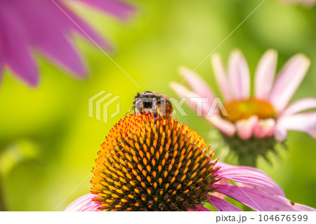 A closeup shot of a bee collecting pollen on a purple echinacea flower 104676599