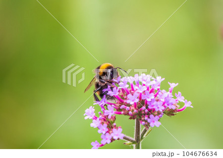 Bumble-bee sitting on Verbena purple flower in green garden 104676634