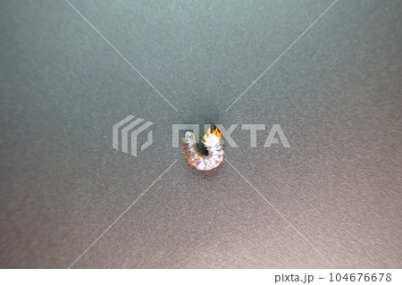 オオクワガタ　カブトムシ　クワガタムシ　幼虫　夏休み　子供 104676678