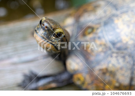 日本石亀 石亀 亀 イシガメ カメ 日本石亀 石亀 亀 イシガメ カメ 104676693
