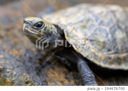 日本石亀　石亀　亀　イシガメ　カメ 104676700