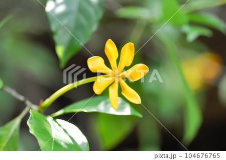 Gardenia carinata, Rubiaceae 104676765