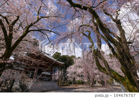 山梨県南アルプス市上市之瀬　桜の名所高峰山妙了寺　満開のしだれ桜やソメイヨシノに包まれる境内 104676787