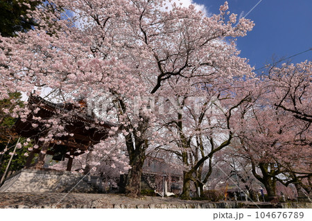 山梨県南アルプス市上市之瀬 桜の名所高峰山妙了寺 満開のしだれ桜やソメイヨシノに包まれる境内 山梨県南アルプス市上市之瀬 桜の名所高峰山妙了寺 満開のしだれ桜やソメイヨシノに包まれる境内 104676789